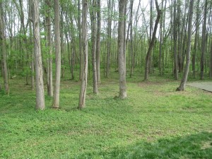 Woodland Hills Park Winston-Salem, NC Woods Near Pool